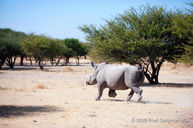 20090610_111214 D3 (3) X1.jpg - This was one of 3 rhinos together.  The white rhino is more gragarious than the black which is completely solitary.  The white rhino is actually grey.  It has a pronounced hump on the neck.